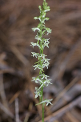Platanthera transversa