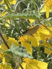 Copaeodes aurantiaca