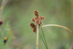 Cyperus ligularis