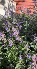 Lamiaceae