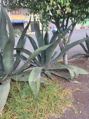 Agave mapisaga