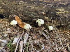 Amanita lavendula