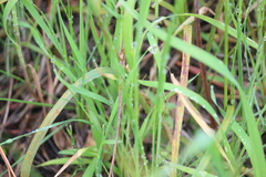 Cyperus ligularis
