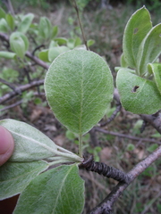 Pyrus nivalis