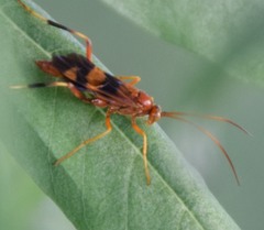 Compsocryptus