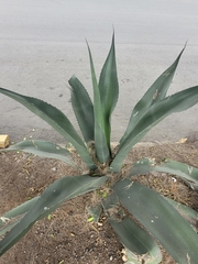 Agave mapisaga