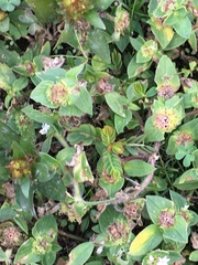 Richardia brasiliensis