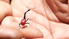 Trachelophorus giraffa