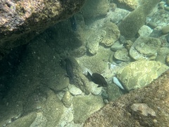 Acanthuridae