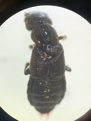 Staphylinini