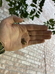 Neoscona crucifera