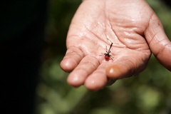 Trachelophorus giraffa