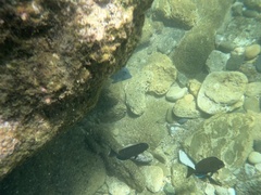 Acanthuridae