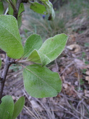 Pyrus nivalis