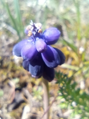 Muscari neglectum