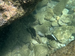 Acanthuridae