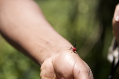 Trachelophorus giraffa
