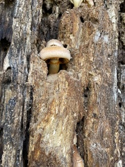Gymnopilus suberis