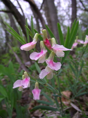 Lathyrus pannonicus collinus