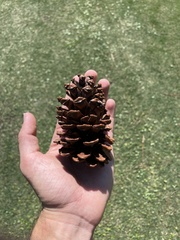 Pinus palustris