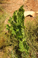 Lichtensteinia lacera