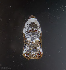 Acleris nivisellana