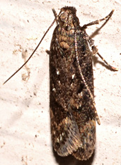Chionodes formosella