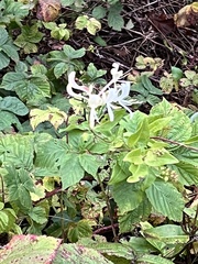 Lonicera periclymenum