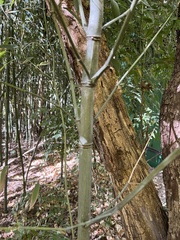 Phyllostachys
