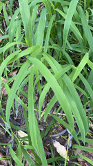 Leersia