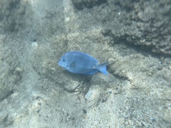 Acanthurus coeruleus