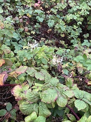 Lonicera periclymenum