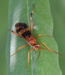 Compsocryptus