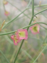 Rumex induratus