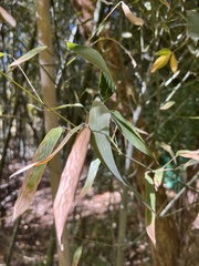 Phyllostachys