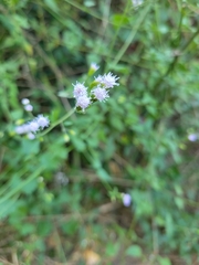 Fleischmannia incarnata