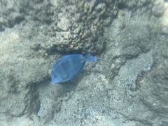 Acanthurus coeruleus