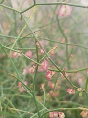 Rumex induratus