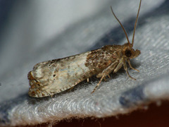 Notocelia roborana