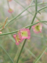 Rumex induratus