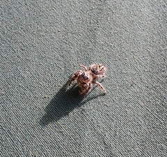 Phidippus otiosus
