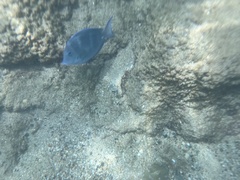 Acanthurus coeruleus