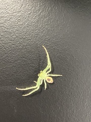 Diaea