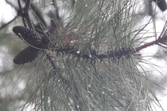 Pinus teocote