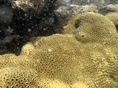 Palythoa caribaeorum