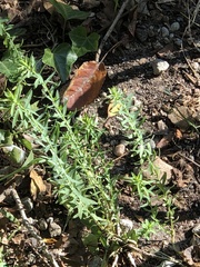Linaria vulgaris