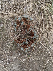 Acantholimon