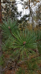 Pinus sylvestris
