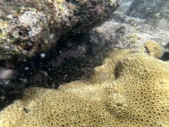 Palythoa caribaeorum