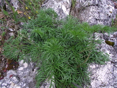 Ferula sadleriana